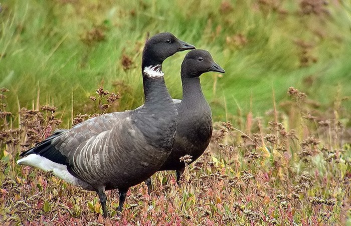 Brent Goose