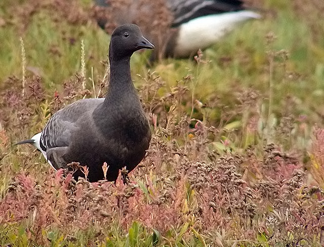 Brent Goose