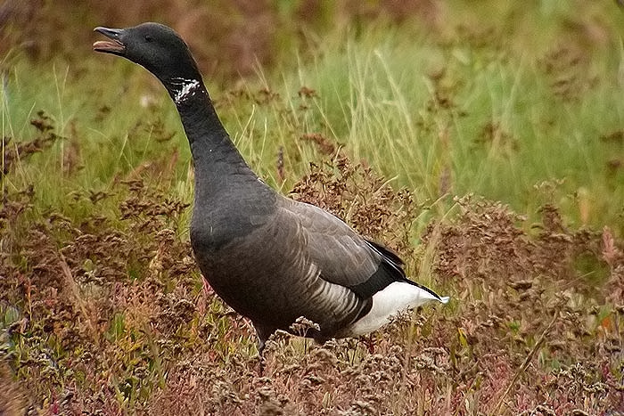 Dark-bellied Brent Goose