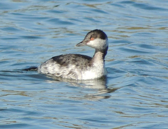 Slavonian Grebe