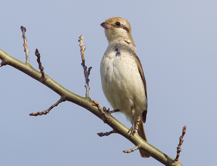 Isabelline Shrike