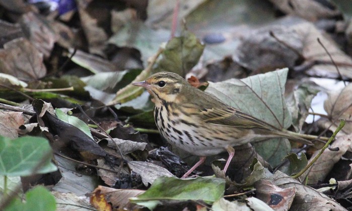Olive-backed Pipit