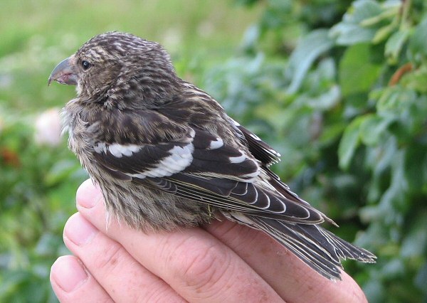 Two-barred Crossbill