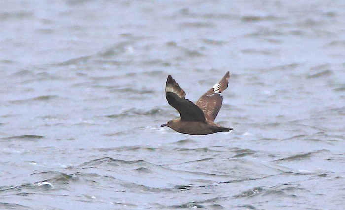 Great Skua