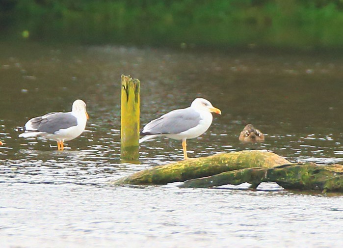 Yellow-legged Gull