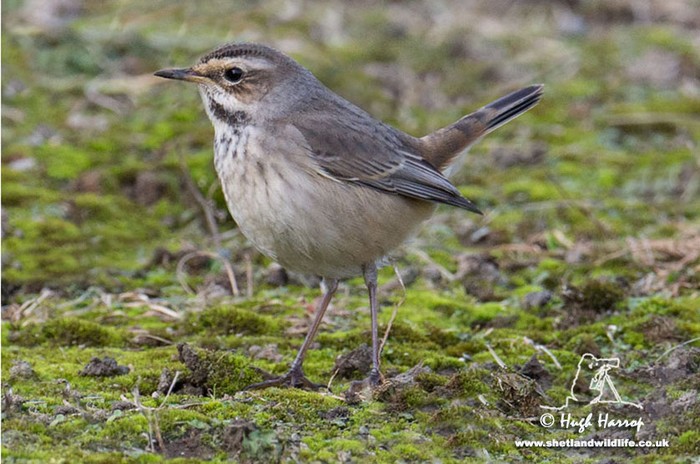 Bluethroat
