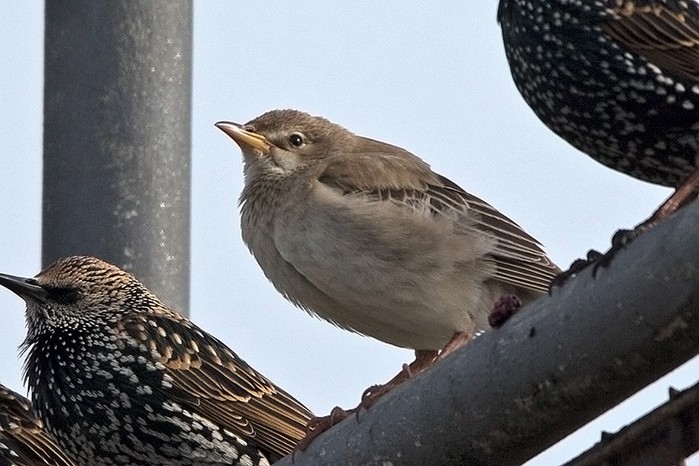 Rose-coloured Starling