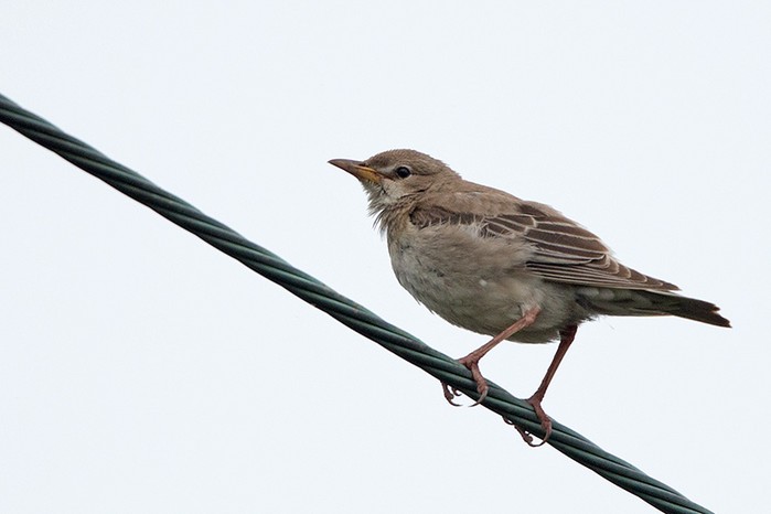 Rose-coloured Starling
