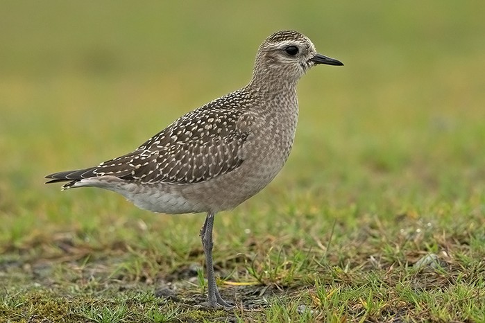 American Golden Plover