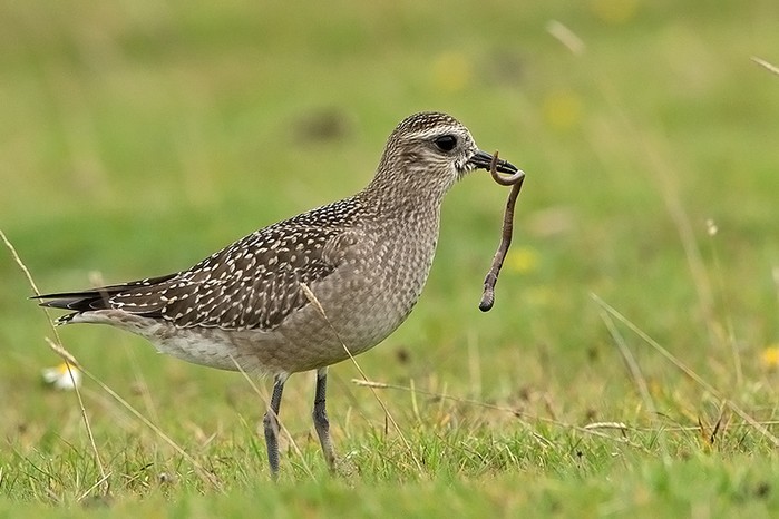 American Golden Plover