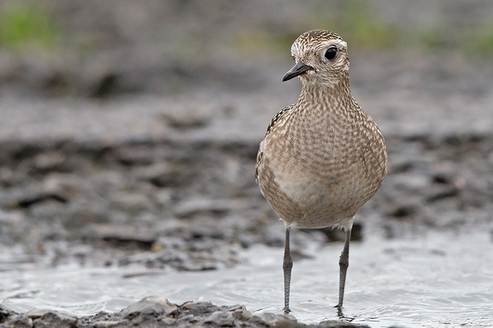 American Golden Plover