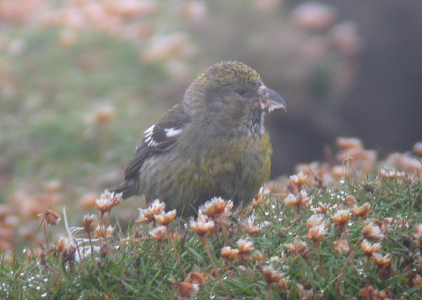Two-barred Crossbill