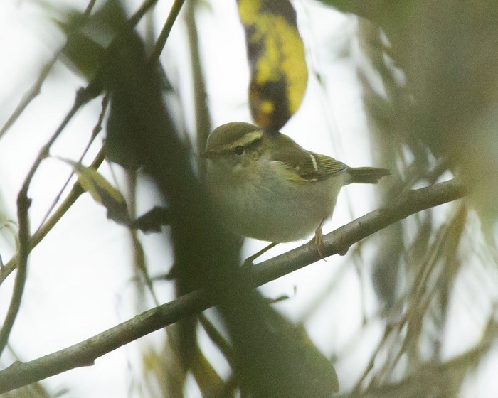 Yellow-browed Warbler