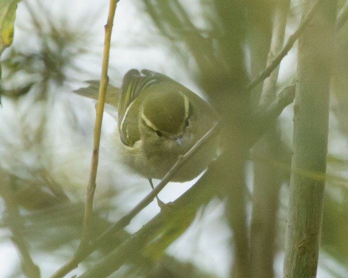 Yellow-browed Warbler