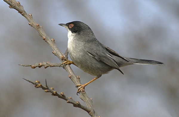 Sardinian Warbler