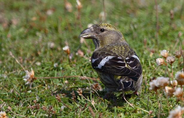 Two-barred Crossbill