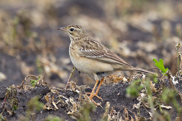 Blyth's Pipit