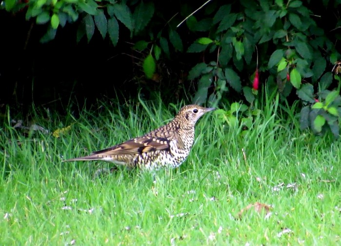 White's Thrush
