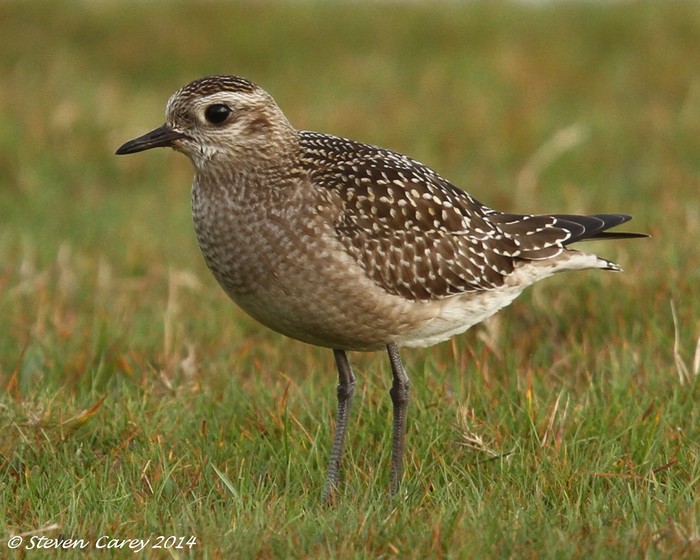 American Golden Plover