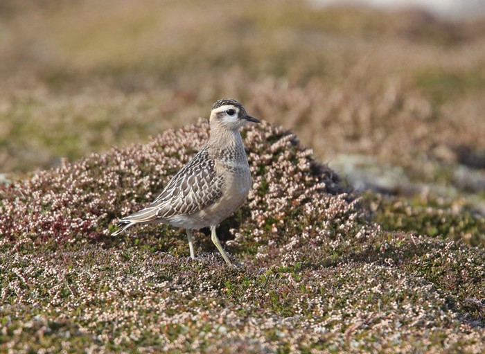 Dotterel