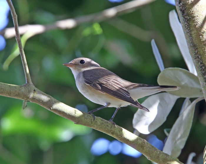 Red-breasted Flycatcher