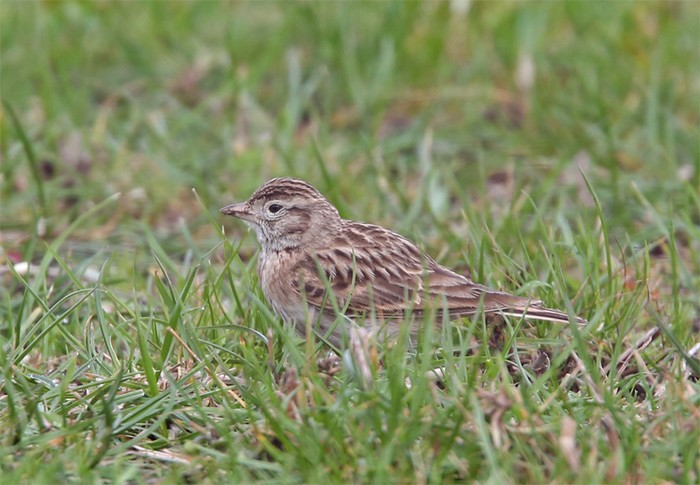 Short-toed Lark