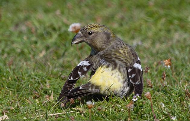 Two-barred Crossbill