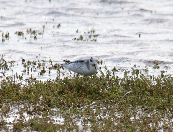 Grey Phalarope