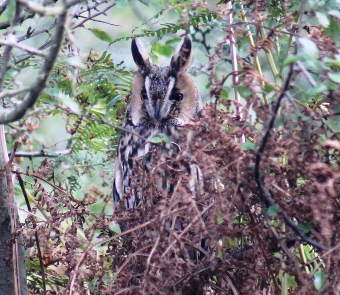 Long-eared Owl