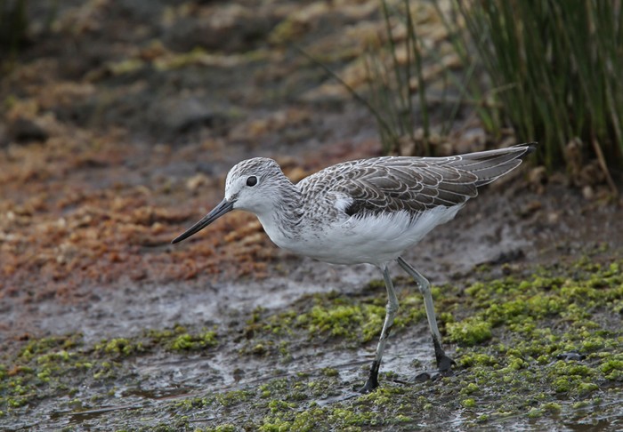 Greenshank