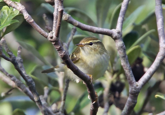 Yellow-browed Warbler
