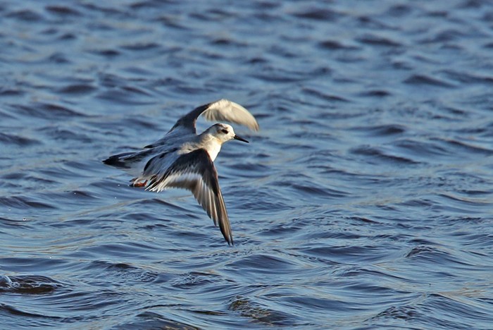 Grey Phalarope