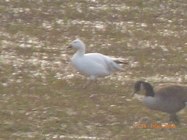 Snow Goose