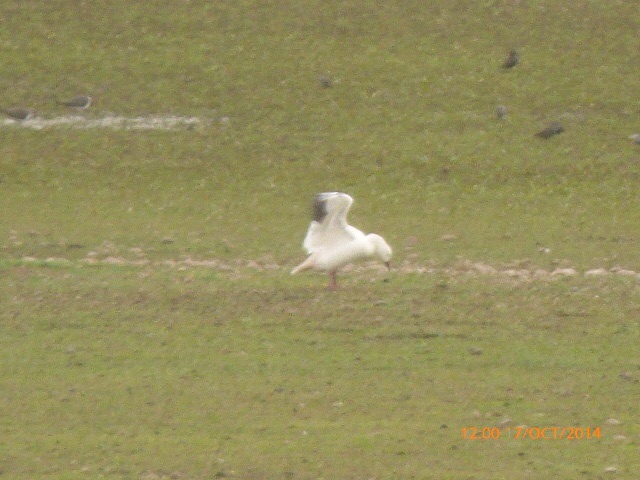 Snow Goose