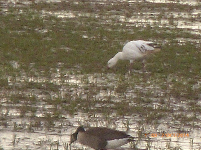 Snow Goose