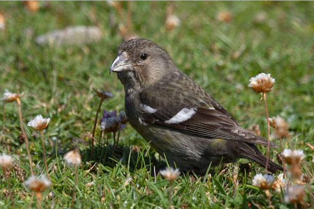Two-barred Crossbill