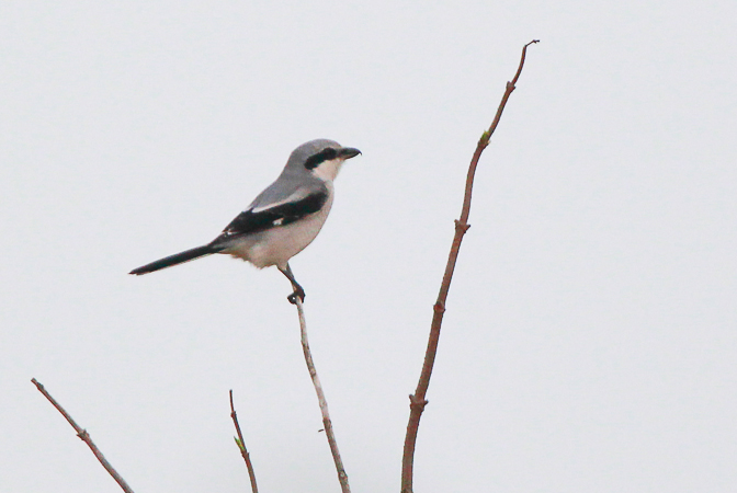 Great Grey Shrike