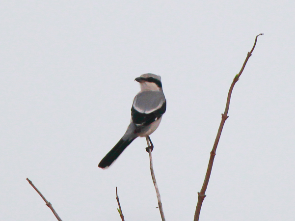 Great Grey Shrike