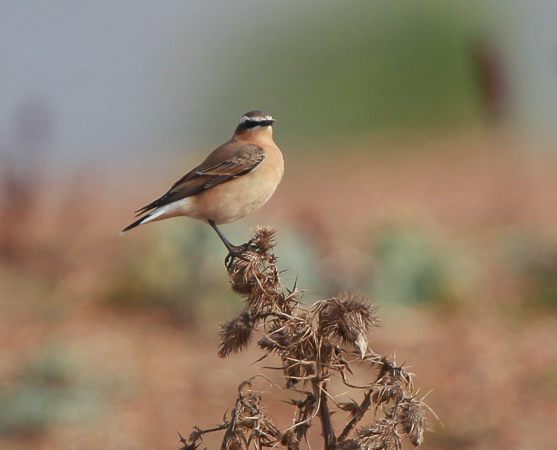 Greenland Wheatear