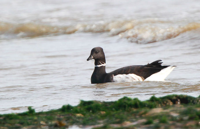 Black Brant