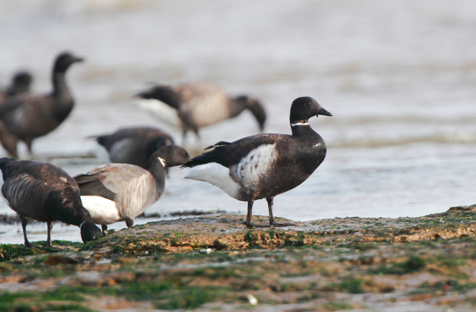Black Brant