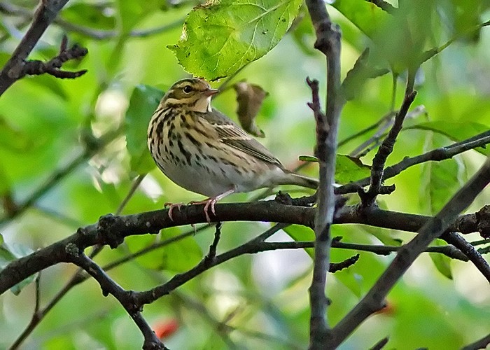 Olive-backed Pipit