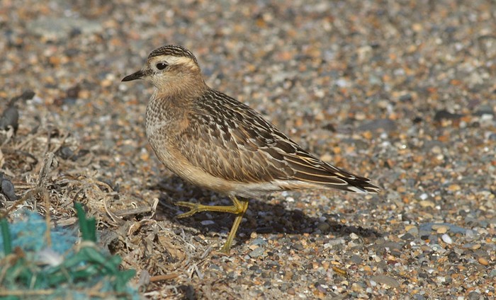 Dotterel