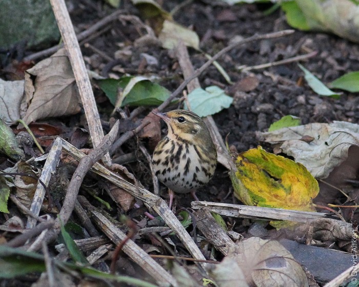 Olive-backed Pipit