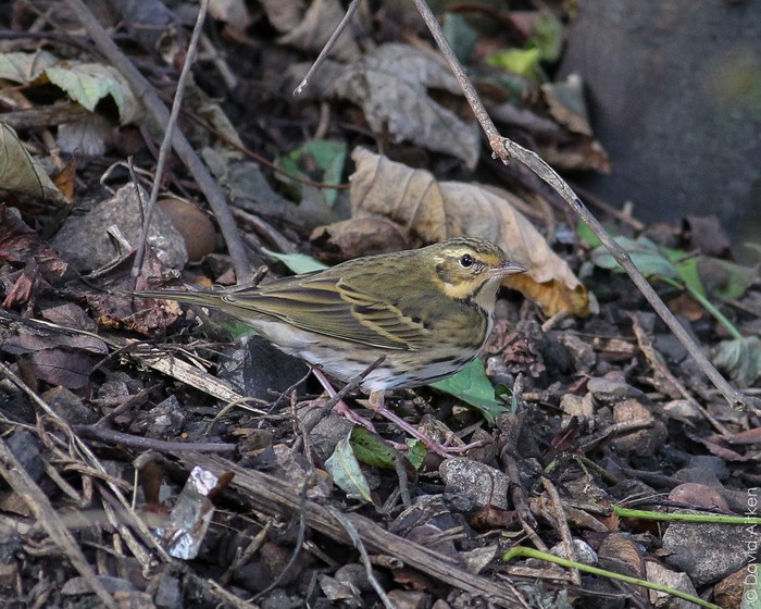 Olive-backed Pipit