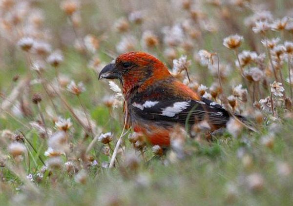 Two-barred Crossbill