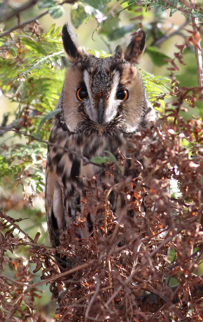 Long-eared Owl