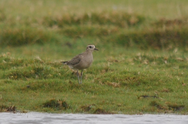 American Golden Plover