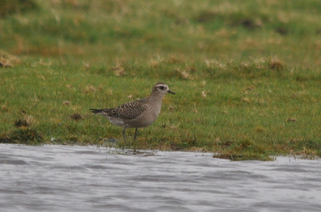 American Golden Plover