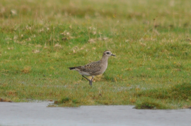 American Golden Plover
